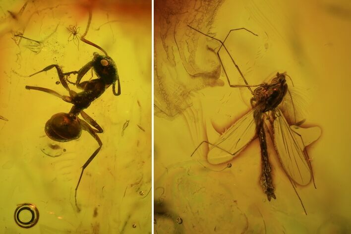 Fossil Ant (Formicidae) & Fly (Diptera) In Baltic Amber #72255